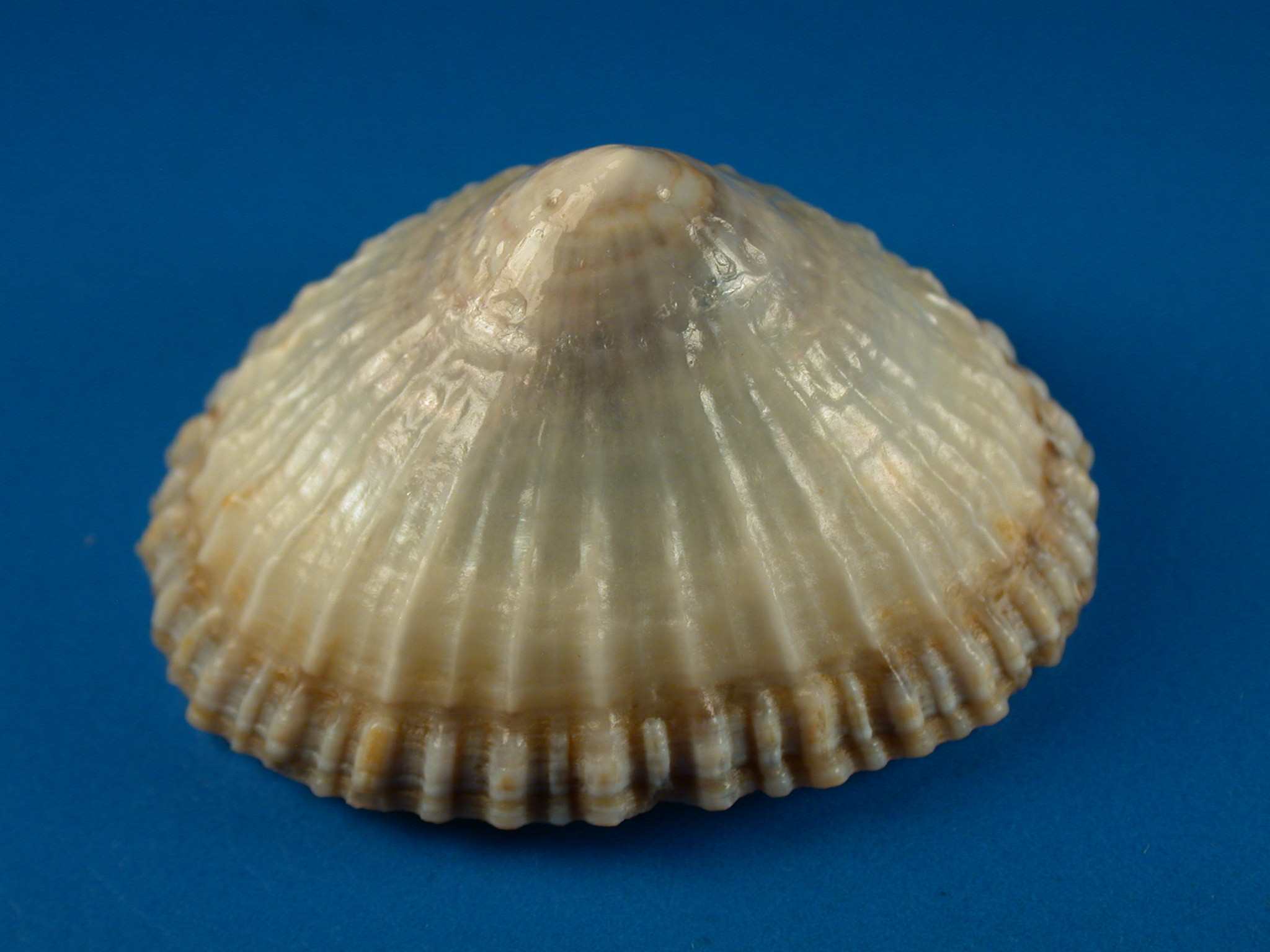 Shellbid競標