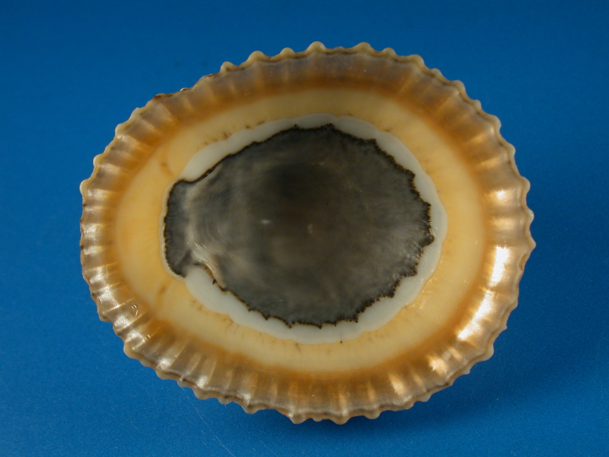 Shellbid競標