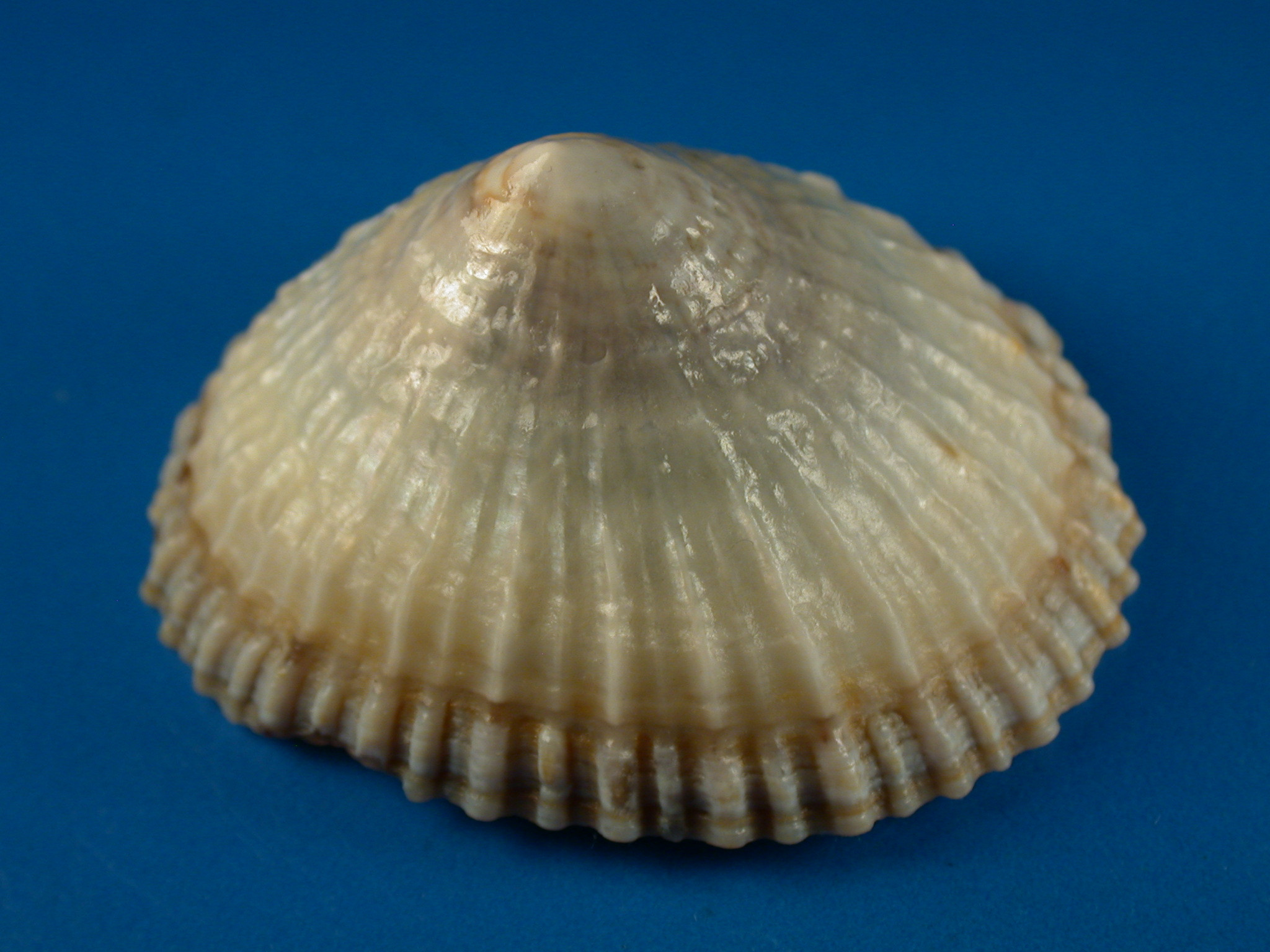 Shellbid競標