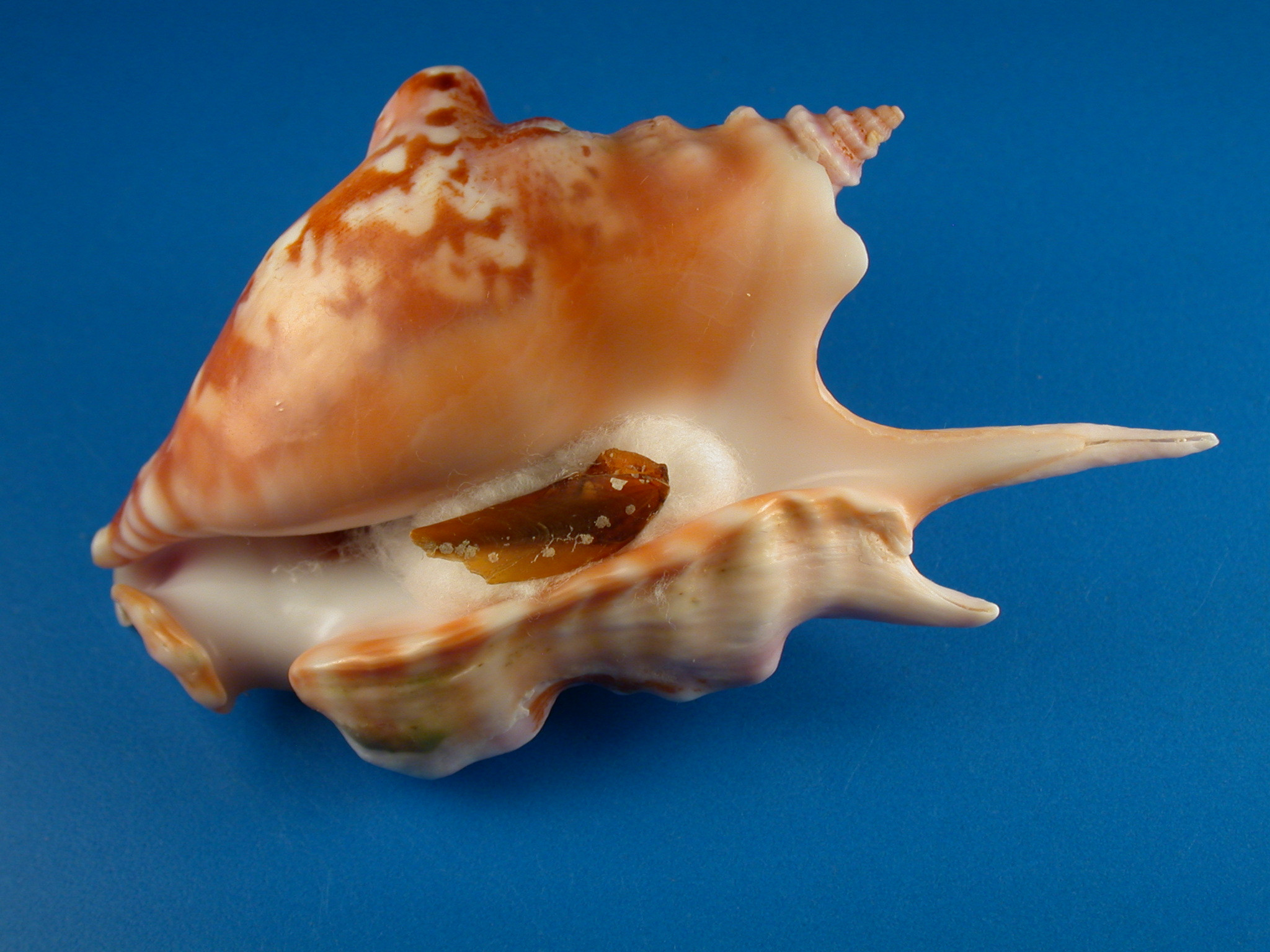 Strombus taurus
